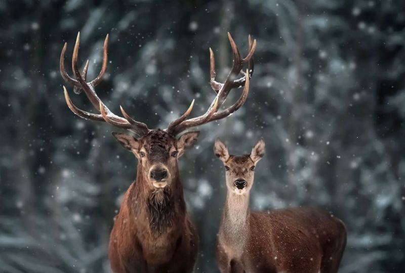 Bilde plexiglass deer* 150 x 90 cm