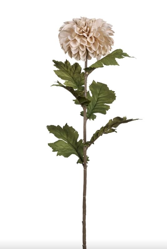 Chrysanthemum kvist 